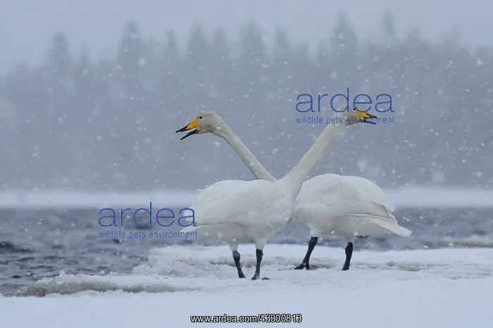 : Pair of Whooper Swans (Cygnus cygnus) calling : Pair of Whooper Swans (Cygnus cygnus) calling