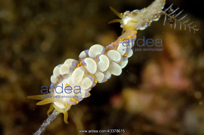 : Pair of Yamasu's Nudibranches : Pair of Yamasu's Nudibranches