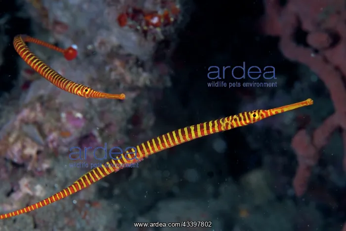 : Pair of Yellow Banded Pipefish : Pair of Yellow Banded Pipefish