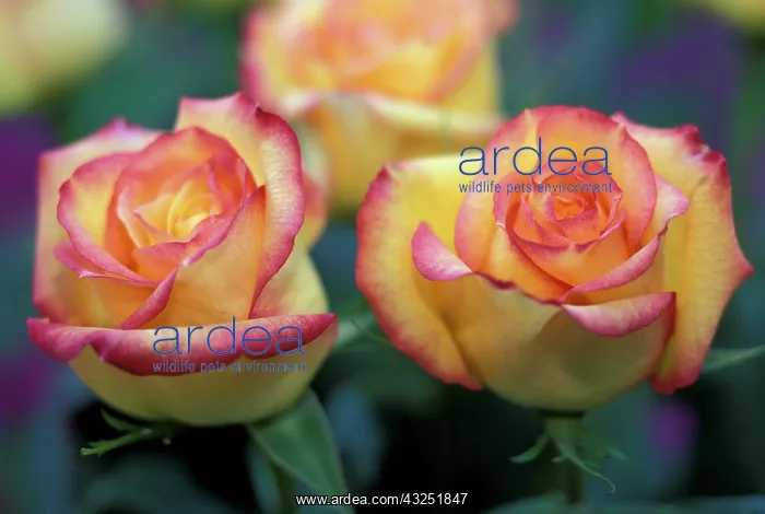 : Pair of yellow and orange roses : Pair of yellow and orange roses