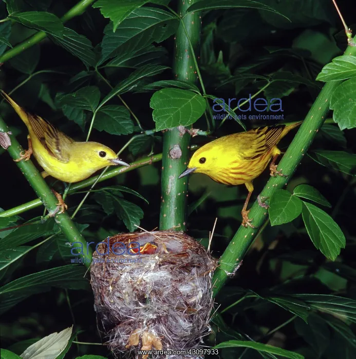: Pair of yellow warblers at their nest : Pair of yellow warblers at their nest