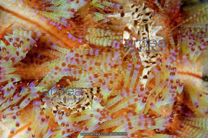 : Pair of Zebra Urchin Crabs on Fire Urchin (Asthenosoma : Pair of Zebra Urchin Crabs on Fire Urchin (Asthenosoma