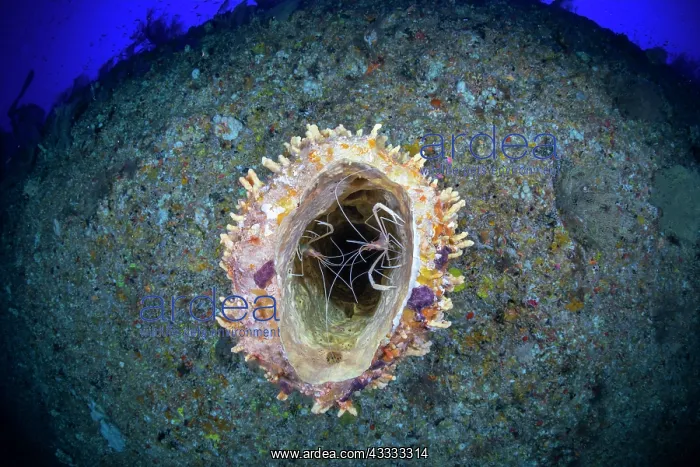 : Paire of Flameback Coral Shrimp (Stenopus pyrson : Paire of Flameback Coral Shrimp (Stenopus pyrson