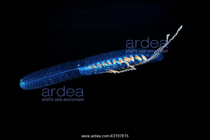 : Paired Bell Siphonophore (Agalma okeni). Pelagic : Paired Bell Siphonophore (Agalma okeni). Pelagic