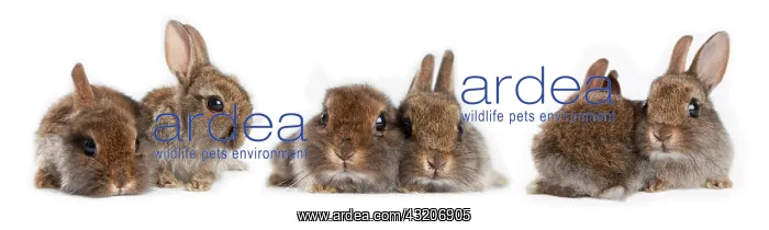 : Three pairs of young Dwarf rabbits (Oryctolagus : Three pairs of young Dwarf rabbits (Oryctolagus
