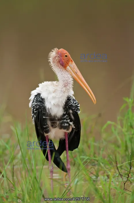 : Paited Stork - standing at edge of pond : Paited Stork - standing at edge of pond