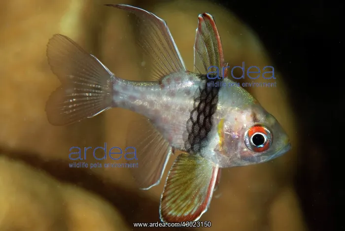 : Pajama Cardinalfish : Pajama Cardinalfish