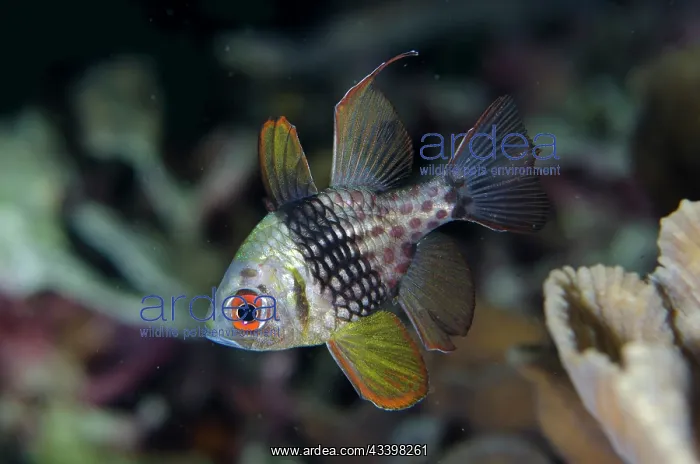 : Pajama Cardinalfish : Pajama Cardinalfish