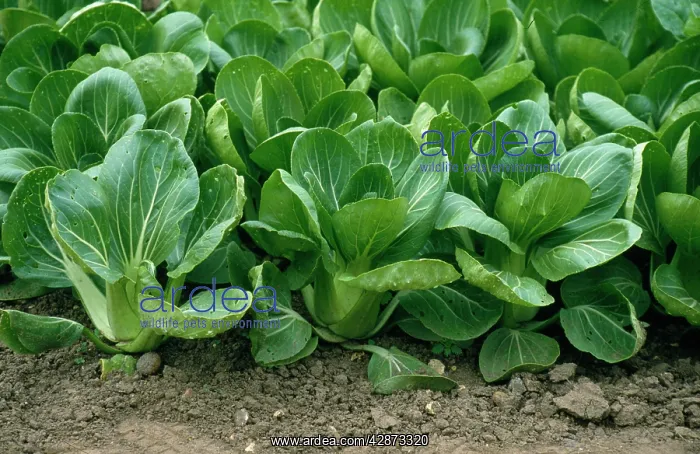 : PAK CHOI - WHITE CELERY MUSTARD : PAK CHOI - WHITE CELERY MUSTARD
