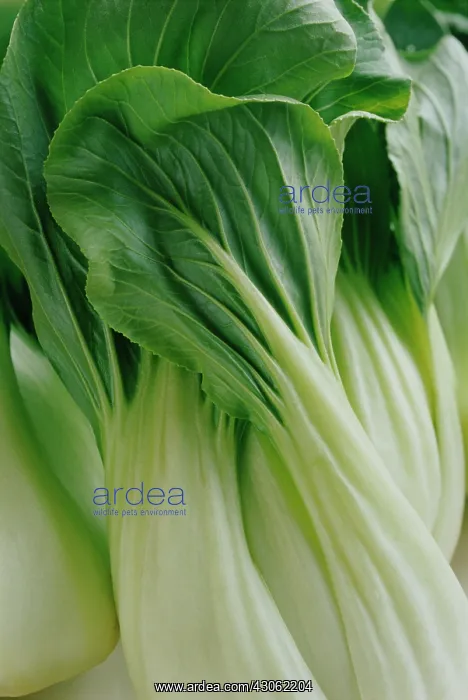 : Pakchoi, Brassica chinensis : Pakchoi, Brassica chinensis