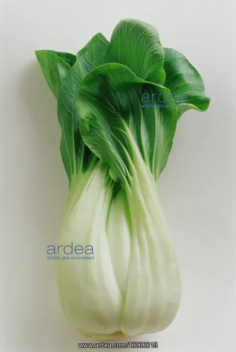 : Pakchoi, Brassica chinensis : Pakchoi, Brassica chinensis