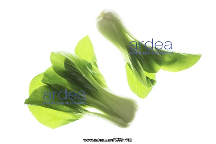 : Pakchoi, Brassica chinensis : Pakchoi, Brassica chinensis