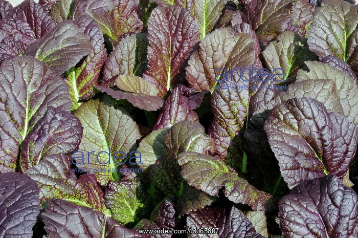 : Pakchoi, Brassica rapa rubra : Pakchoi, Brassica rapa rubra