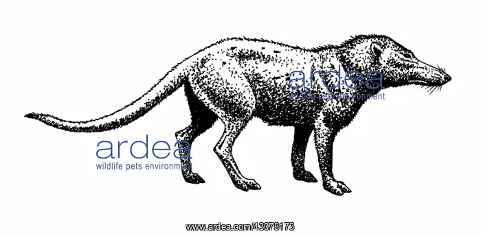: Pakicetus. Illustration of a Pakicetus, a forty-seven million year-old : Pakicetus. Illustration of a Pakicetus, a forty-seven million year-old