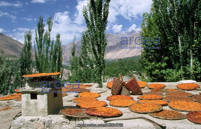 : Pakistan - apricots drying in Altit Village : Pakistan - apricots drying in Altit Village