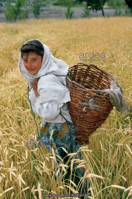 : Pakistan - girl in Wheatfield : Pakistan - girl in Wheatfield