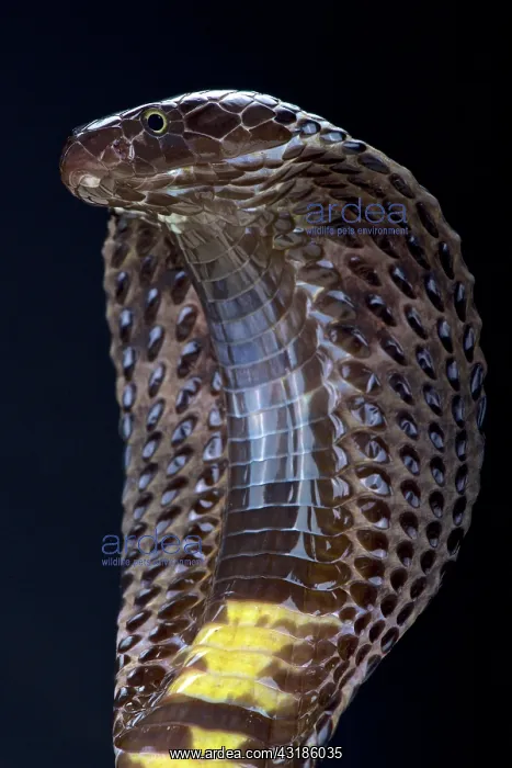 : Pakistani black cobra (Naja naja karachiensis) : Pakistani black cobra (Naja naja karachiensis)