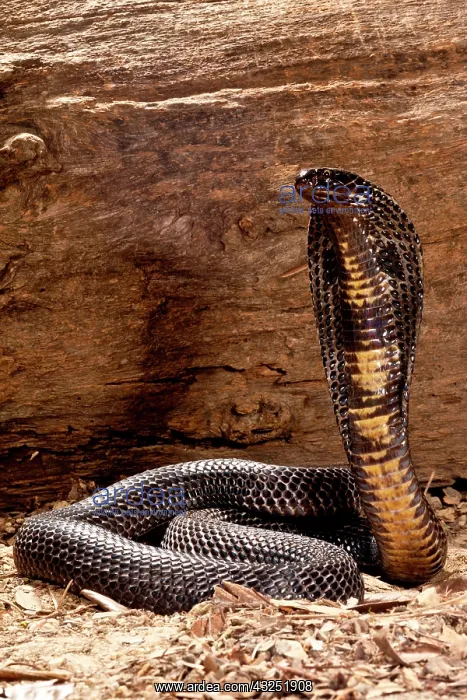: Pakistani Black Cobra, Naja naja karachiensis : Pakistani Black Cobra, Naja naja karachiensis