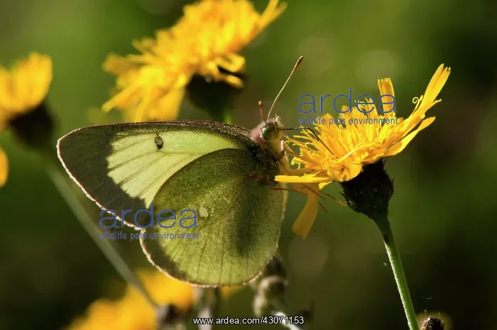 : Palaeno Sulphur (Colias palaeno) in flower. Backlight : Palaeno Sulphur (Colias palaeno) in flower. Backlight