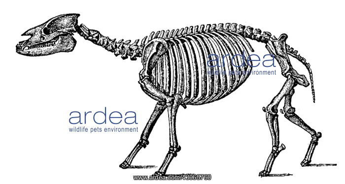 : Palaeotherium, Cenozoic Mammal : Palaeotherium, Cenozoic Mammal