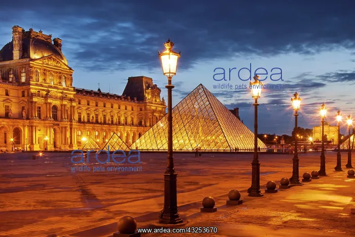 : Palais du Louvre at twilight, Paris, France : Palais du Louvre at twilight, Paris, France