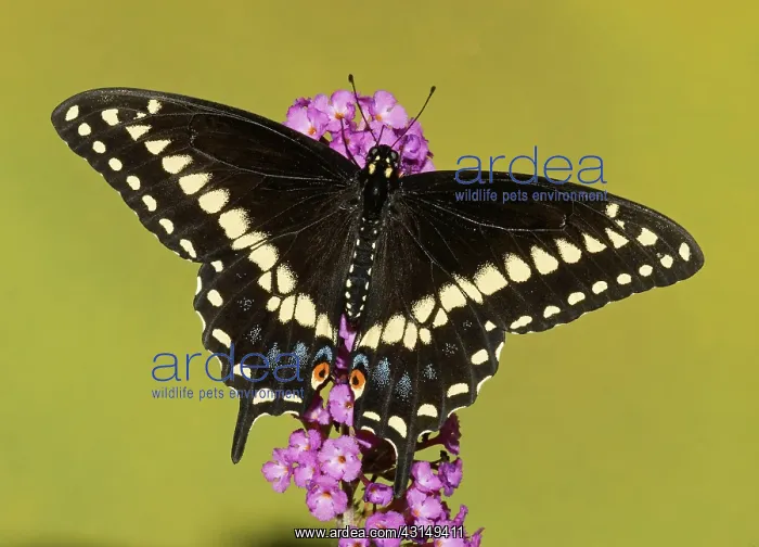 : Palamedes Swallowtail Butterfly : Palamedes Swallowtail Butterfly