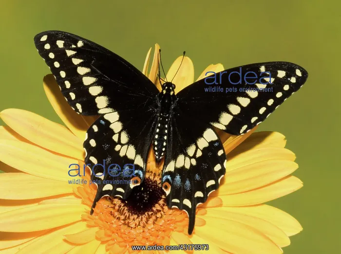 : Palamedes Swallowtail Butterfly : Palamedes Swallowtail Butterfly