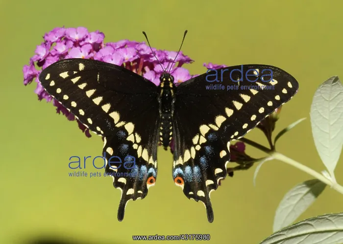 : Palamedes Swallowtail Butterfly : Palamedes Swallowtail Butterfly