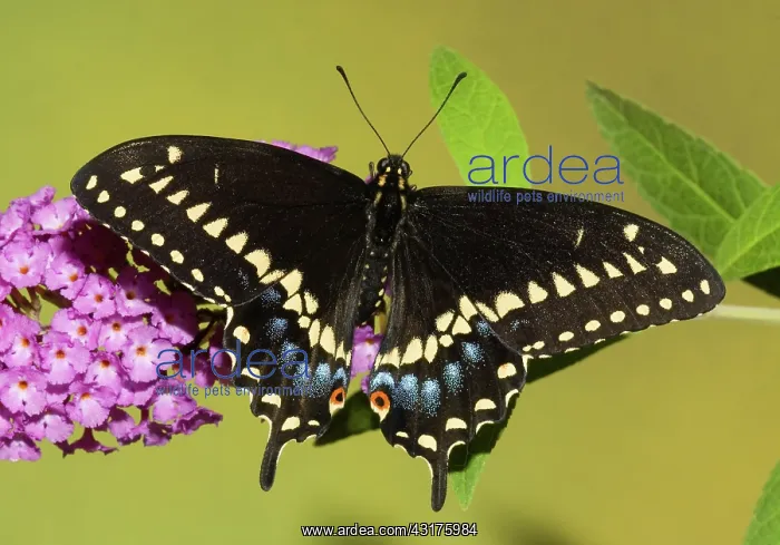 : Palamedes Swallowtail Butterfly : Palamedes Swallowtail Butterfly