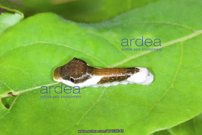 : Palamedes Swallowtail caterpillar : Palamedes Swallowtail caterpillar
