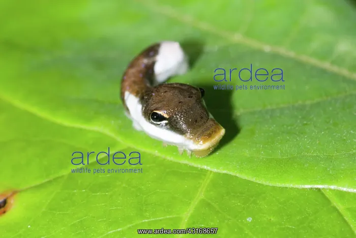 : Palamedes Swallowtail caterpillar : Palamedes Swallowtail caterpillar
