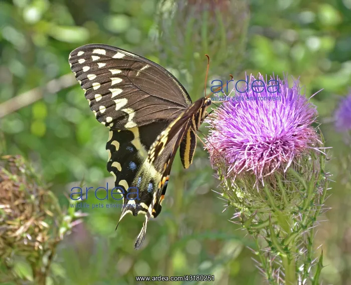  : Palamedes Swallowtail on Thistle