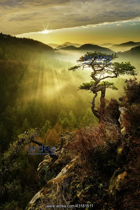: Palatinate Forest, Evening mood, Dahner Felsenland : Palatinate Forest, Evening mood, Dahner Felsenland