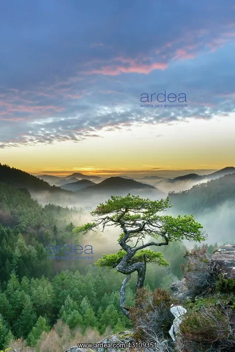 : Palatinate Forest, sunset, Dahner Felsenland, Palatinate : Palatinate Forest, sunset, Dahner Felsenland, Palatinate