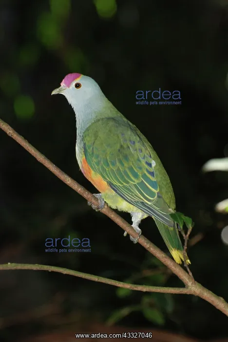 : Palau Fruit Dove : Palau Fruit Dove