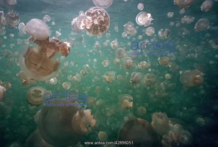 : Palau Jellyfish - Mass : Palau Jellyfish - Mass