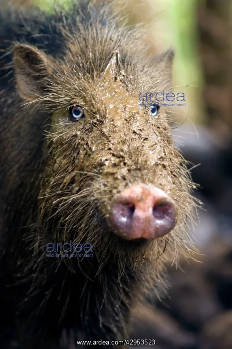 : Palawan Bearded Pig - young : Palawan Bearded Pig - young