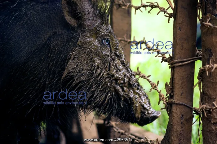 : Palawan Bearded Pig - young caught in the wild : Palawan Bearded Pig - young caught in the wild