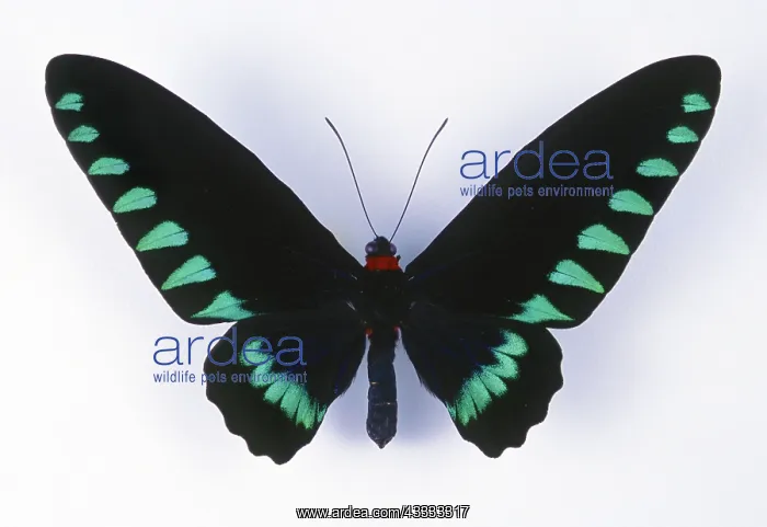 : Palawan Birdwing Butterfly : Palawan Birdwing Butterfly