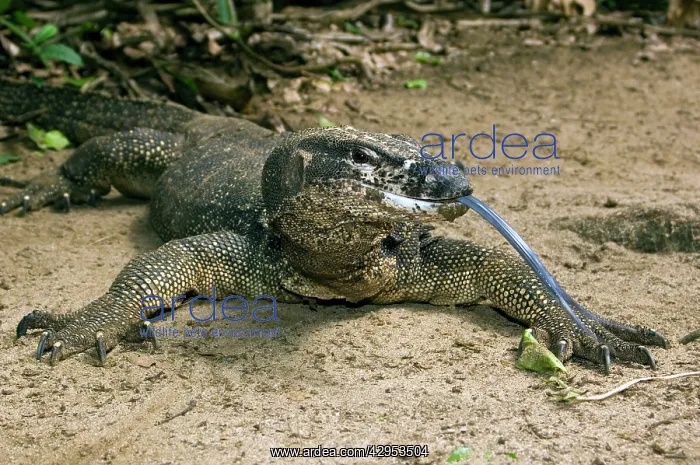 : Palawan Monitor Lizard - rests on a path with its : Palawan Monitor Lizard - rests on a path with its