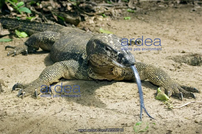 : Palawan Monitor Lizard - rests on a path with its : Palawan Monitor Lizard - rests on a path with its