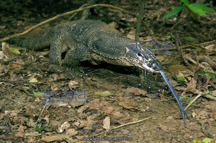 : Palawan Monitor Lizard - searches for food along : Palawan Monitor Lizard - searches for food along