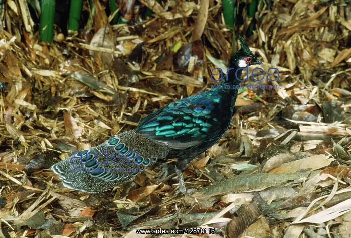  : Palawan Peacock Pheasant