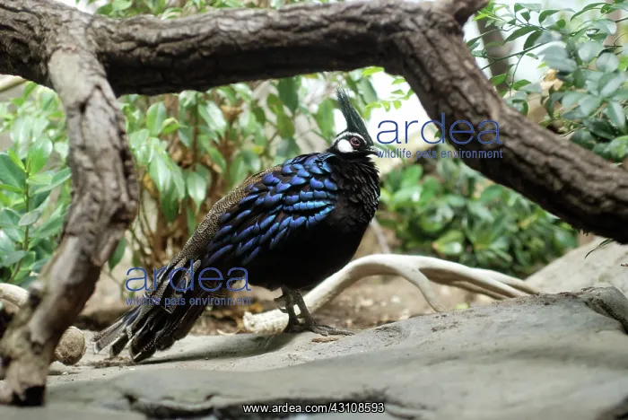 : Palawan Peacock Pheasant : Palawan Peacock Pheasant