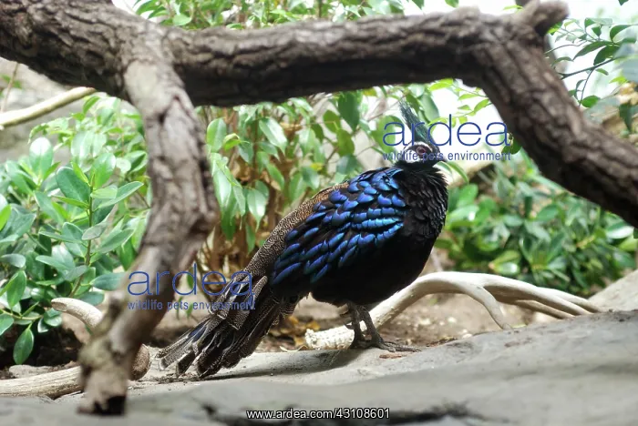 : Palawan Peacock Pheasant : Palawan Peacock Pheasant