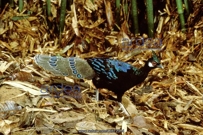 : Palawan Peacock-Pheasant - Male : Palawan Peacock-Pheasant - Male