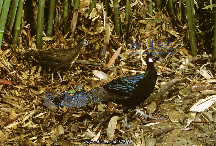 : Palawan peacock-pheasant (Polyplectron emphanum) : Palawan peacock-pheasant (Polyplectron emphanum)