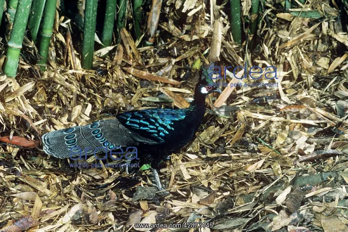 : Palawan Peacock-Pheasant (Polyplectron emphanum) male : Palawan Peacock-Pheasant (Polyplectron emphanum) male