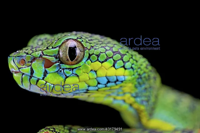  : Palawan pit viper (Parias schultzei), juvenil, portrait