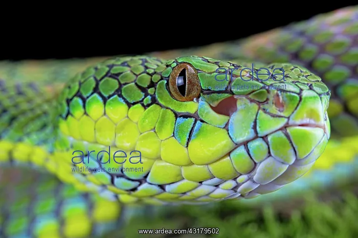 : Palawan pit viper (Parias schultzei), juvenil, portrait : Palawan pit viper (Parias schultzei), juvenil, portrait